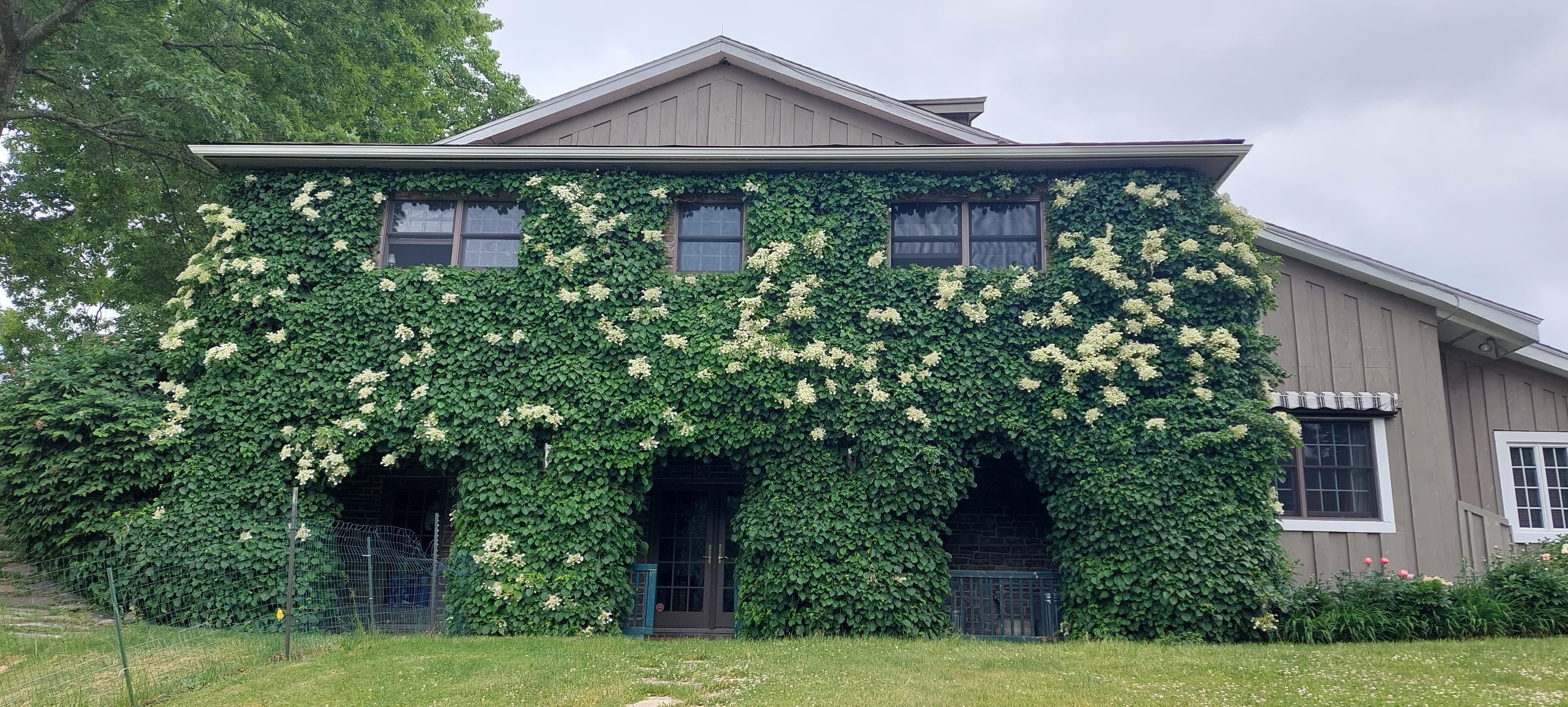 Vine installation and maintenance.
